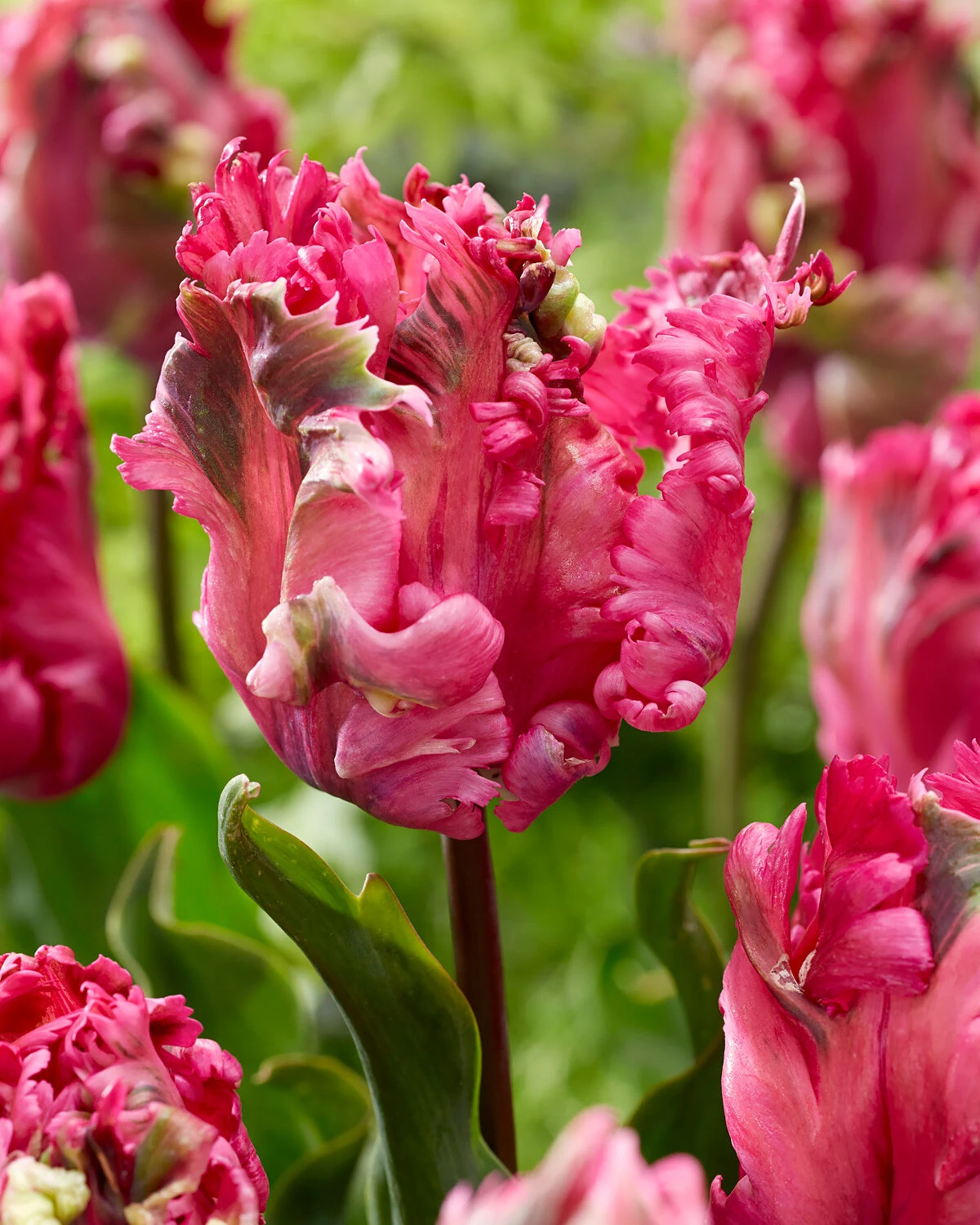 Tulip 'Power Parrot' 1 Tulip 'Power Parrot'