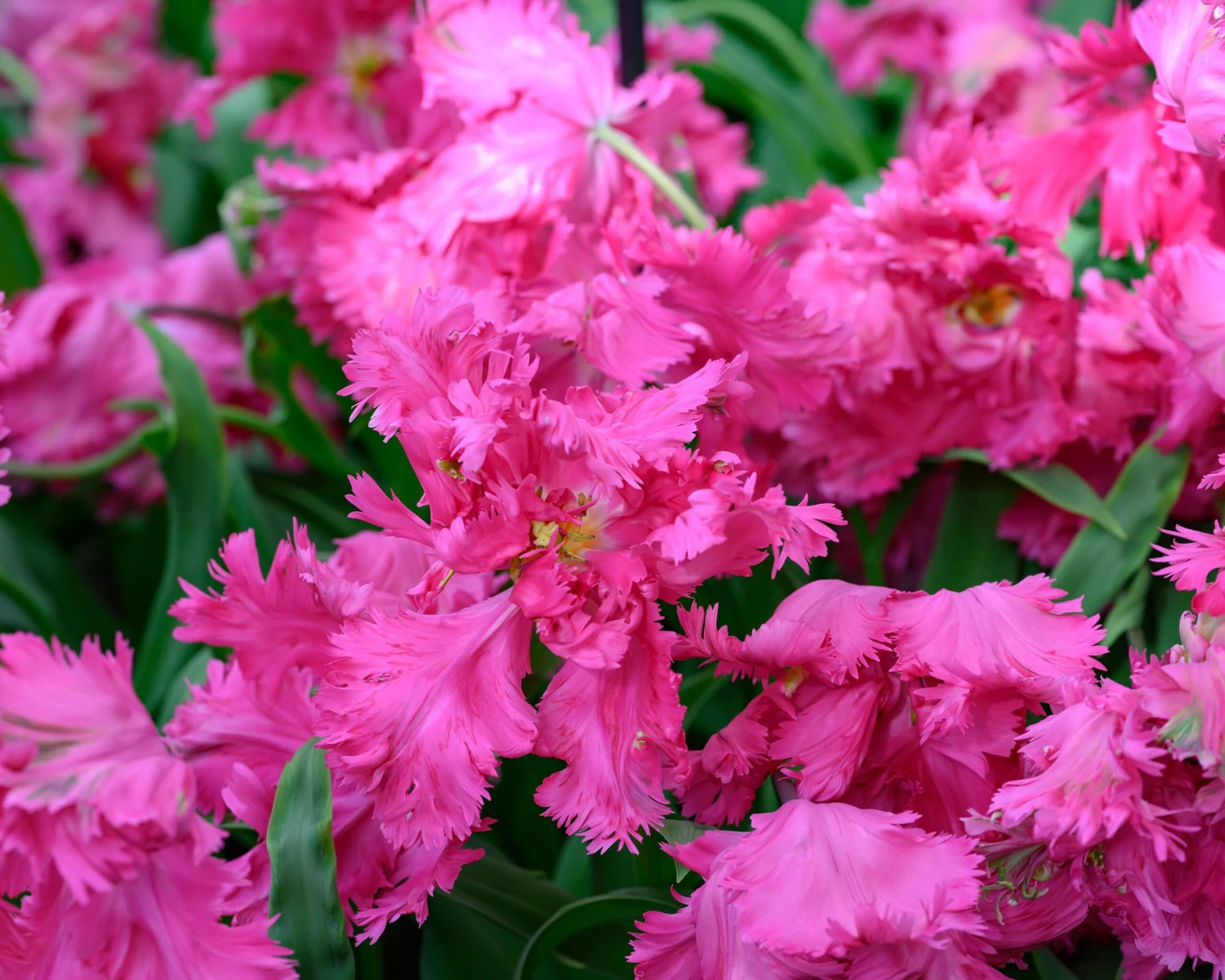 Tulip 'Power Parrot' 4 Tulip 'Power Parrot' - Image 4