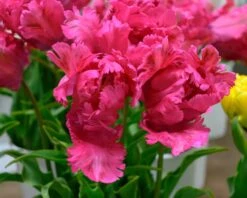 Tulip 'Power Parrot' 6 Tulip 'Power Parrot' -Plants And Flowers Shop tulip power parrot 4