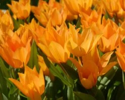 Tulip Praestans 'Shogun' -Plants And Flowers Shop tulip praestans shogun 1