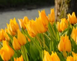 Tulip Praestans 'Shogun' -Plants And Flowers Shop tulip praestans shogun 2