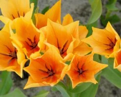 Tulip Praestans 'Shogun' -Plants And Flowers Shop tulip praestans shogun 4