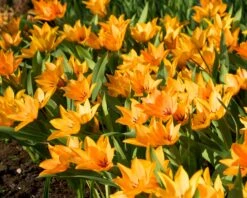 Tulip Praestans 'Shogun' -Plants And Flowers Shop tulip praestans shogun 5