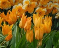 Tulip Praestans 'Shogun' -Plants And Flowers Shop tulip praestans shogun 7