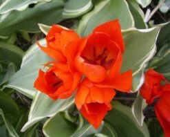 Tulip Praestans 'Unicum' -Plants And Flowers Shop tulip praestans unicum 2