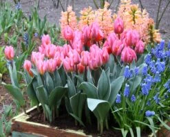Tulip 'Pretty Princess' -Plants And Flowers Shop tulip pretty princess 1 36350085 38fb 4e81 9b07 506c61aee074