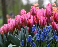 Tulip 'Pretty Princess' -Plants And Flowers Shop tulip pretty princess 2 59509340 ef09 4657 bd55 ee1ce6146b65