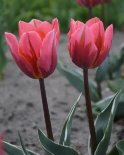 Tulip 'Pretty Princess' -Plants And Flowers Shop tulip pretty princess 4