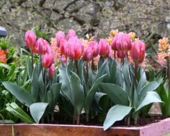 Tulip 'Pretty Princess' -Plants And Flowers Shop tulip pretty princess 5 aa3128c6 c99c 467f 90a7 38c601640077
