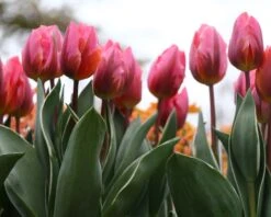 Tulip 'Pretty Princess' -Plants And Flowers Shop tulip pretty princess 6