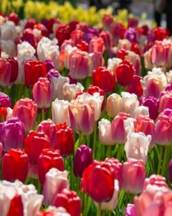 Tulip Collection 'Pride Mix' -Plants And Flowers Shop tulip pride mix 4