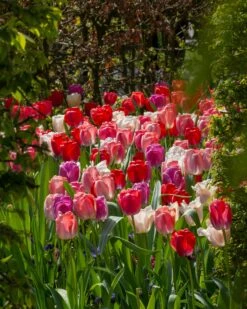 Tulip Collection 'Pride Mix' -Plants And Flowers Shop tulip pride mix 8