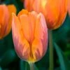 Tulip 'Princess Irene'