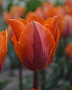 Tulip 'Princess Irene' -Plants And Flowers Shop tulip princess irene 1