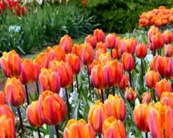 Tulip 'Princess Irene' -Plants And Flowers Shop tulip princess irene 2 f6bd37a1 eb06 488e 924d 1aa0a7252805
