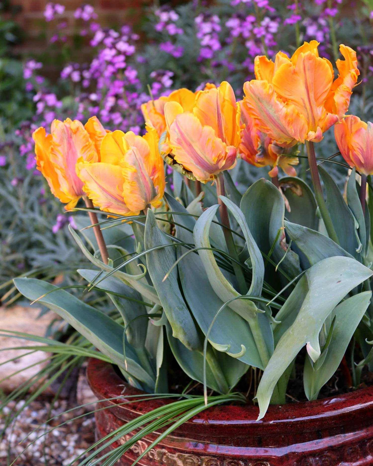 Tulip 'Princess Irene Parrot' 2 Tulip 'Princess Irene Parrot' - Image 2