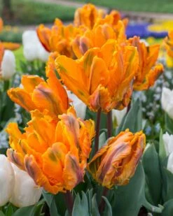 Tulip 'Princess Irene Parrot' 10 Tulip 'Princess Irene Parrot' -Plants And Flowers Shop tulip princess irene parrot 1