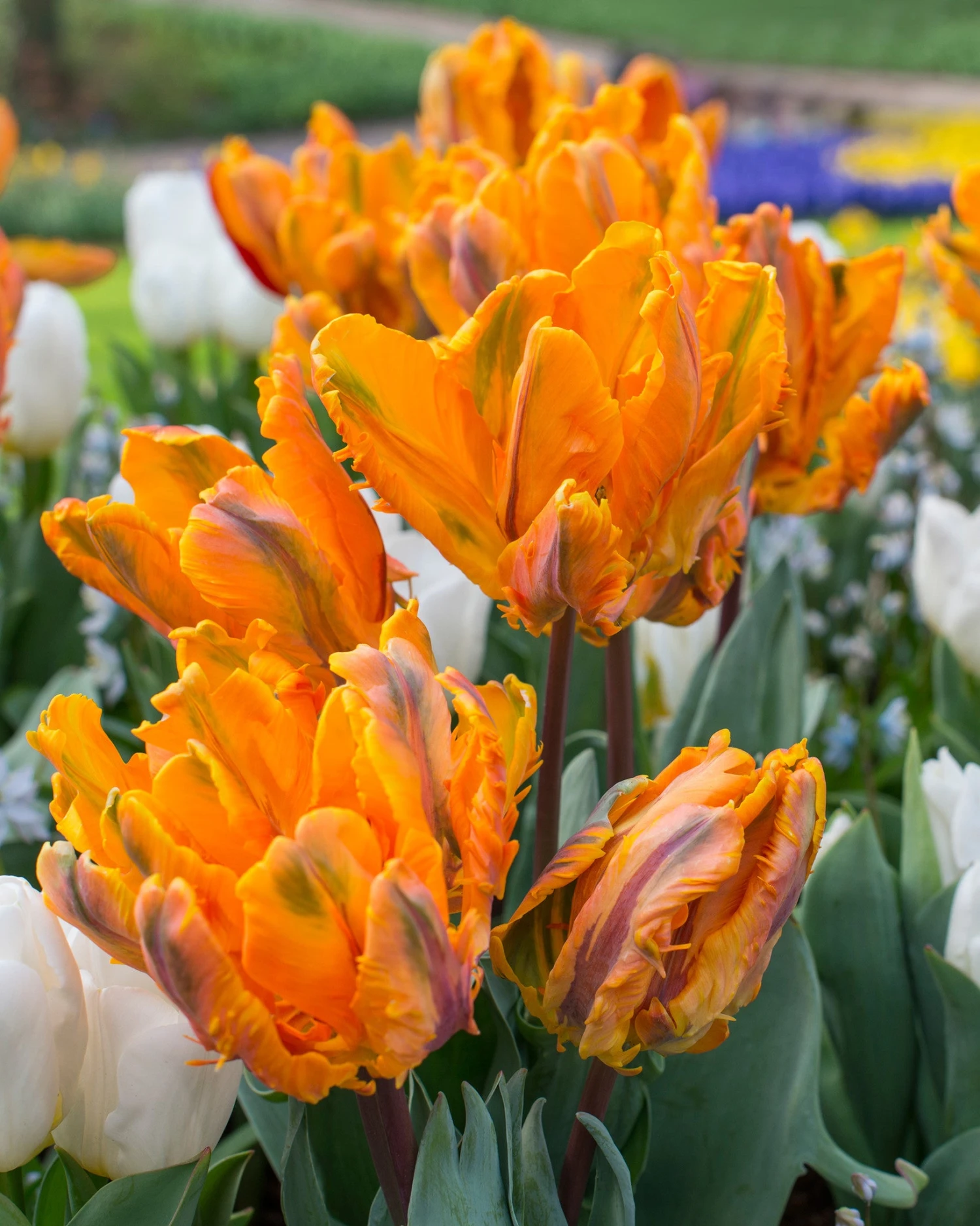 Tulip 'Princess Irene Parrot' 4 Tulip 'Princess Irene Parrot' - Image 4