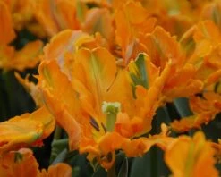 Tulip 'Princess Irene Parrot' 12 Tulip 'Princess Irene Parrot' -Plants And Flowers Shop tulip princess irene parrot 2