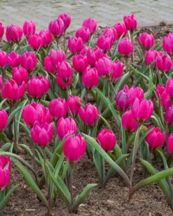 Tulip Pulchella Violacea