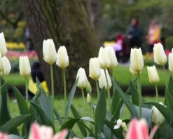 Tulip 'White Emperor' -Plants And Flowers Shop tulip purissima 1 1efdcc82 83e0 453f a5ce 47a96ac8ed25