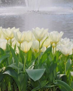 New Products -Plants And Flowers Shop tulip purissima 4