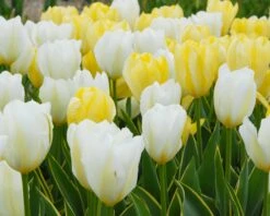Tulip 'White Emperor' -Plants And Flowers Shop tulip purissima 6