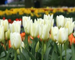 Tulip 'White Emperor' -Plants And Flowers Shop tulip purissima 9