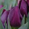 Tulip 'Purple Lady'