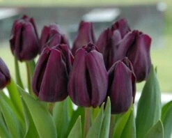Tulip 'Purple Lady' -Plants And Flowers Shop tulip purple lady 2