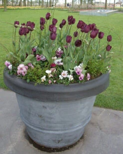 Tulip 'Purple Lady' -Plants And Flowers Shop tulip purple lady 3