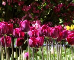 Tulip 'Purple Lady' -Plants And Flowers Shop tulip purple lady 3 58c8184c 5352 4c8b ad4c 4715267c6c9b