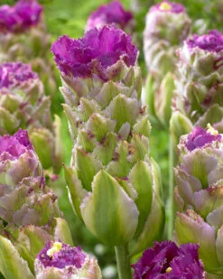 Tulip 'Purple Tower' -Plants And Flowers Shop tulip purple tower 0