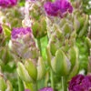 Tulip 'Purple Tower'