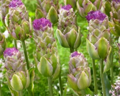 Tulip 'Purple Tower' -Plants And Flowers Shop tulip purple tower 2