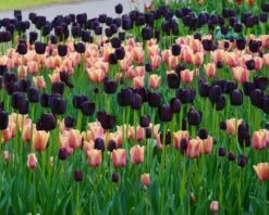 Tulip 'Queen Of Night' 17 Tulip 'Queen Of Night' -Plants And Flowers Shop tulip queen of night 2