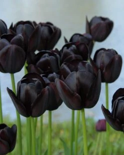 Tulip Collection 'Night & Day' 12 Tulip Collection 'Night & Day' -Plants And Flowers Shop tulip queen of night