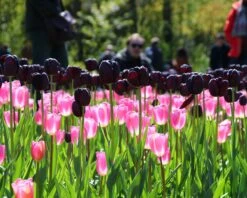 Tulip 'Queen Of Night' 16 Tulip 'Queen Of Night' -Plants And Flowers Shop tulip queen of night 2 7ef1d6c4 99f6 43f3 847e 093c5913137f