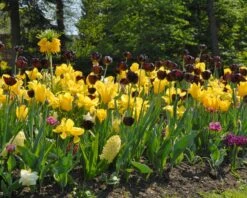 Tulip 'Queen Of Night' 20 Tulip 'Queen Of Night' -Plants And Flowers Shop tulip queen of night 3