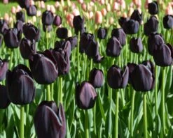 Tulip 'Queen Of Night' 19 Tulip 'Queen Of Night' -Plants And Flowers Shop tulip queen of night 4