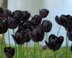 Tulip 'Queen Of Night' 21 Tulip 'Queen Of Night' -Plants And Flowers Shop tulip queen of night 5