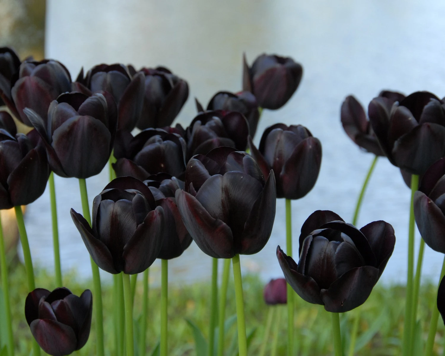 Tulip 'Queen Of Night' 11 Tulip 'Queen Of Night' - Image 11