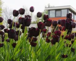 Tulip 'Queen Of Night' 14 Tulip 'Queen Of Night' -Plants And Flowers Shop tulip queen of night 7