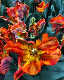 Tulip 'Rasta Parrot' -Plants And Flowers Shop tulip rasta parrot 1