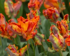 Tulip 'Rasta Parrot' -Plants And Flowers Shop tulip rasta parrot 4