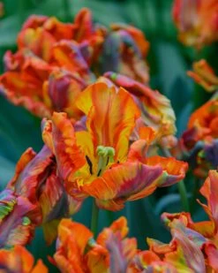 Tulip 'Rasta Parrot' -Plants And Flowers Shop tulip rasta parrot 5