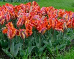 Tulip 'Rasta Parrot' -Plants And Flowers Shop tulip rasta parrot 7
