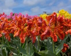 Tulip 'Rasta Parrot' -Plants And Flowers Shop tulip rasta parrot 8