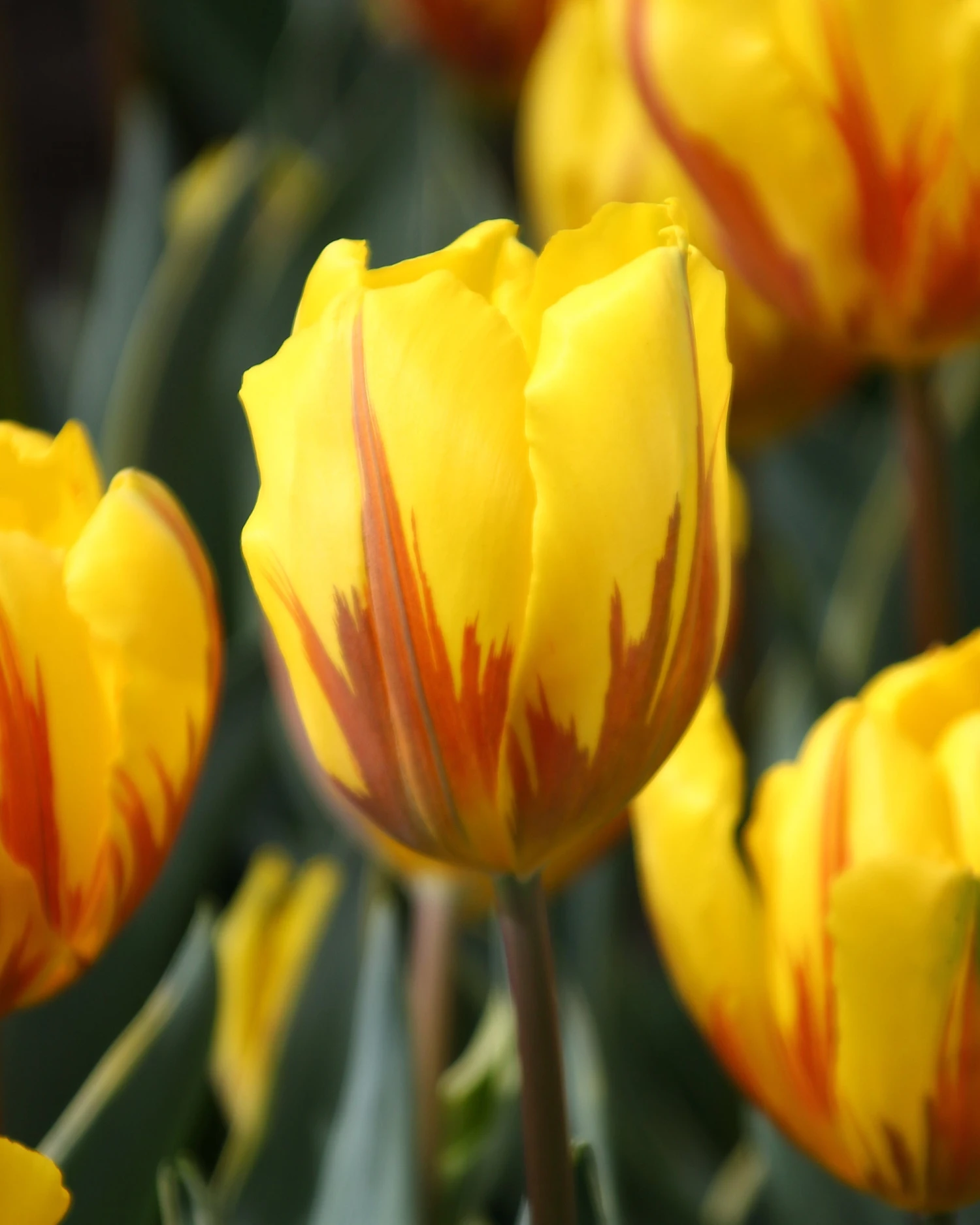 Tulip 'Ravana' 1 Tulip 'Ravana'