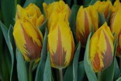 Tulip 'Ravana' 8 Tulip 'Ravana' -Plants And Flowers Shop tulip ravana 3